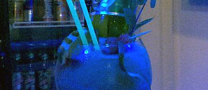 Mojito Loco